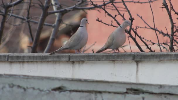 Two Turtledove Fence — Stock Video