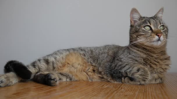 Gato Rayado Está Acostado Una Mesa Madera — Vídeos de Stock