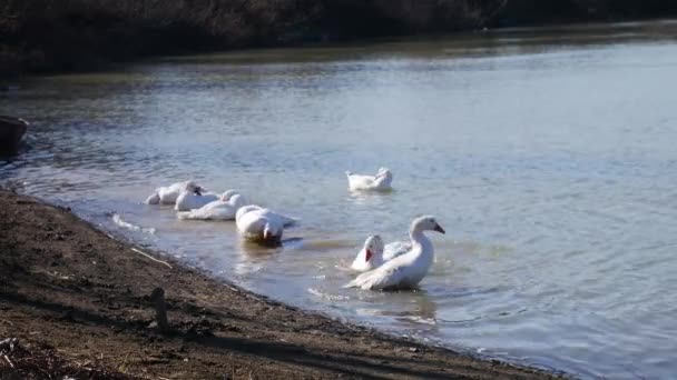 Nehrin Sığ Sularında Beyaz Kazlar — Stok video