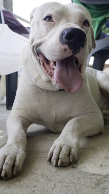 Gülümseyen Köpek Dogo Argentino dinleniyor. Arjantin Mastiff 'i. Güzel beyaz köpek portresi..