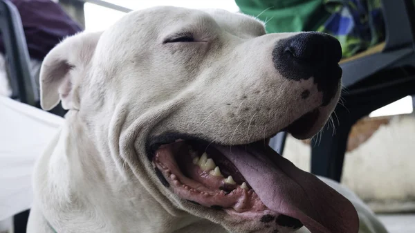 笑顔の犬 道後アルゼンチノ クローズアップ — ストック写真