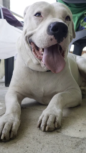 Gülümseyen Köpek Dogo Argentino Dinleniyor Arjantin Mastiff Güzel Beyaz Köpek — Stok fotoğraf