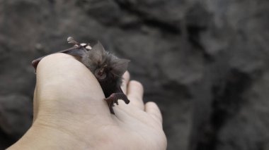 Coronavirus 2019-nCoV konsepti. El ele tutuşan yarasa, virüsler ve hastalıklar..