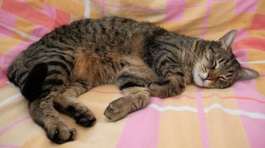 Tom kedi rahat bir yatakta uyur..