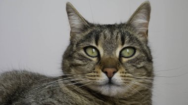 Yeşil gözlü çizgili bir kedinin portresi.