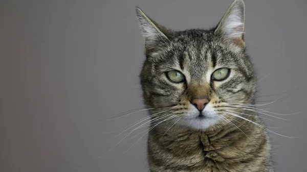 Retrato Gato Listrado Com Olhos Verdes Fundo Cinza Gato Olha — Fotografia de Stock