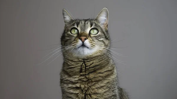 Retrato Gato Rayado Con Ojos Verdes Sobre Fondo Gris Gato — Foto de Stock