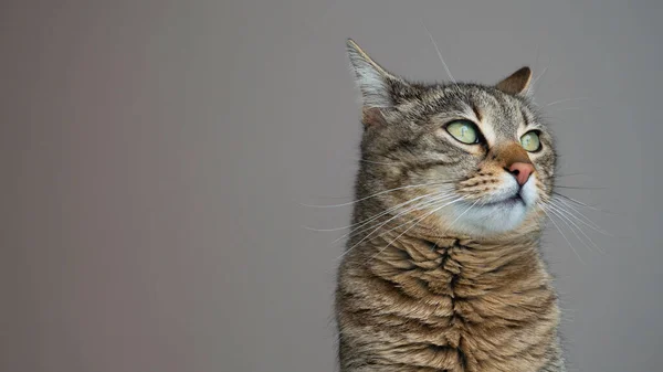 Retrato Gato Rayado Con Ojos Verdes Sobre Fondo Gris Gato — Foto de Stock