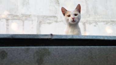 Beyaz bir kedi çatıdan kameraya bakıyor..