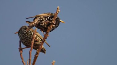 Ağaç dallarında iki sığırcık.