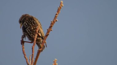 Ağaç dallarındaki sığırcık kendini temizler..