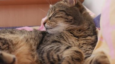 Çizgili kedi yatakta uyuyor..