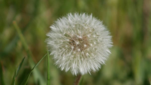 Sluiten Van Paardebloem Sporen Wegblazen Met Wind Blowball Witte Paardebloem — Stockvideo