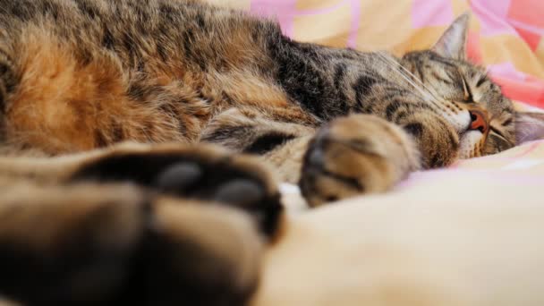 Katt Sover Säng — Stockvideo