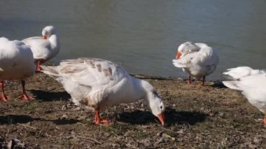 Beyaz kazlar kendilerini temizliyor ve su kenarında ot yiyorlar..