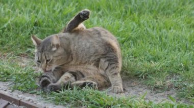 Yeşil çimenlikteki bir kedi kuyruğunu temizler..