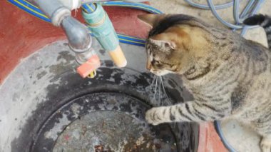 Kedi çeşmeden sızan suyu yakalamaya çalışıyor..