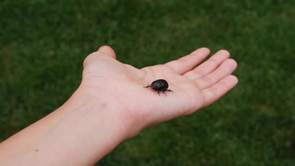 Coconut Rhinoceros Beetle Oryctes Rhinoceros Big Black Bug Hand Woman — Stock Video