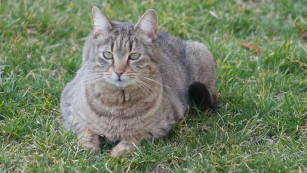 Un chat rayé aux yeux verts se trouve sur la pelouse .