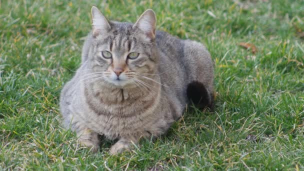 Gatto Strisce Con Gli Occhi Verdi Giace Sul Prato — Video Stock