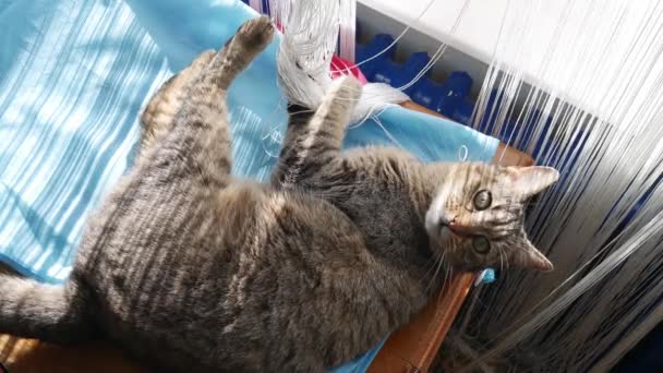 Kočka Stole Hraje Bílou Oponou — Stock video