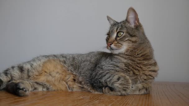 Chat Est Allongé Sur Une Table Bois — Video