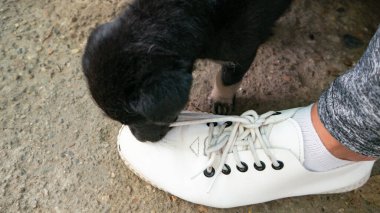 Küçük siyah köpek beyaz ayakkabı bağcıklarıyla oynuyor.