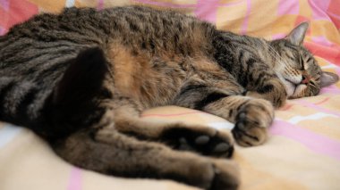 Kedi derin bir uykuda yatağın üzerinde yatıyor..