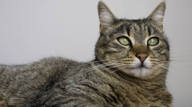 Gri arka planda yeşil gözlü çizgili kedi. Negatif boşluk.