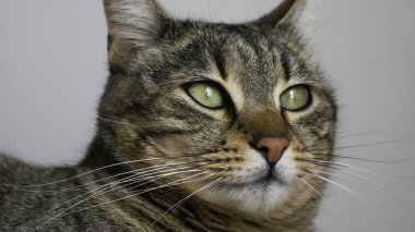 Yeşil gözlü bir kediye yaklaş.