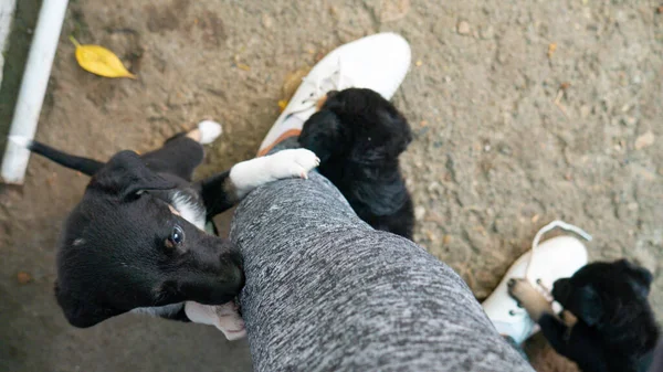 Tre Svarta Valpar Leker Runt Kvinnas Ben — Stockfoto