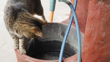 Çizgili bir kedi su damlacıklarını yakalamaya çalışır..