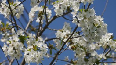 Ağaçta beyaz çiçekler, arılar polen topluyor..