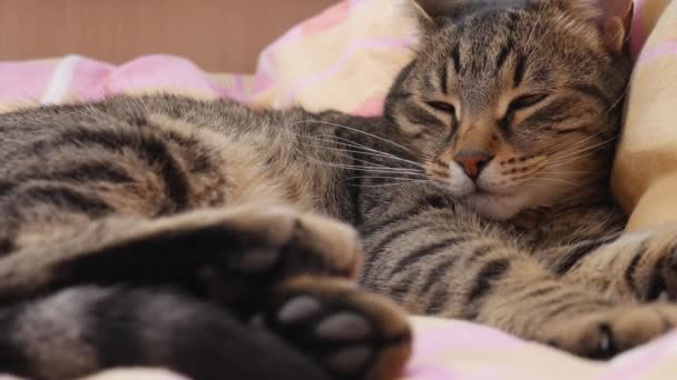 Den Inhemska Katten Sover — Stockvideo