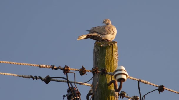 Schildduif Staand Een Houten Elektrische Paal Bij Dageraad — Stockvideo