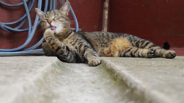 Gato Deita Limpa Suas Patas — Vídeo de Stock