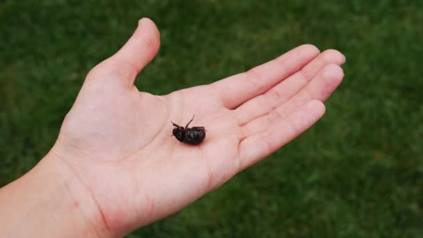 Groot Zwart Insect Hand Van Een Vrouw Opgetild Van Het — Stockvideo