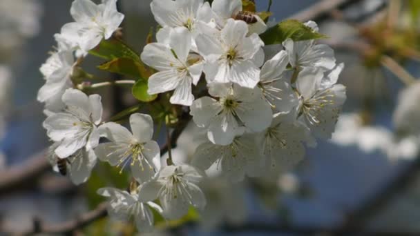 Bienen Sammeln Pollen Weißen Blütenblüten — Stockvideo