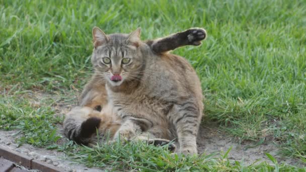 Śmieszny Kot Paski Zielonej Trawie — Wideo stockowe