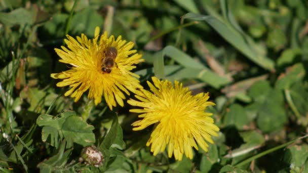 Biet Samlar Pollen Från Den Gula Maskros Det Gröna Gräset — Stockvideo