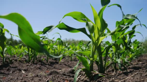 Agriculture Shot Rangées Jeunes Plants Maïs Poussant Sur Champ — Video