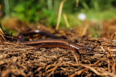 Blindworm veya yavaş solucan
