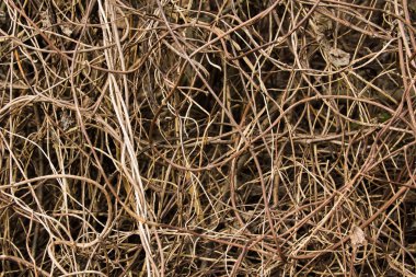 Mayo ve üzüm bitki dalları Kuru.