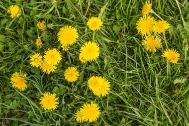 Karahindiba, sarı çiçek yeşil çimenlerin üzerinde