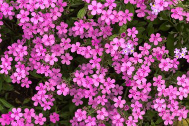 Yaz aylarında bir bahçede mor çiçekler