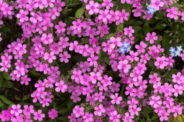 Yaz aylarında bir bahçede mor çiçekler