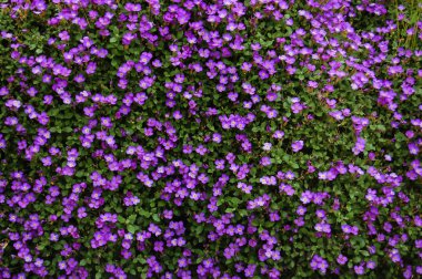 Yaz aylarında bir bahçede mor çiçekler