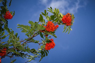 Yaz sonunda kırmızı rowan ağacı