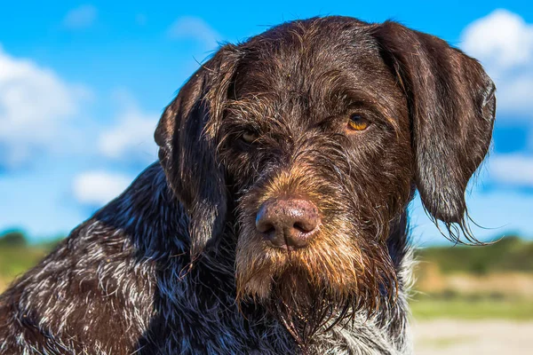 Německý wirehaired ukazatel — Stock fotografie