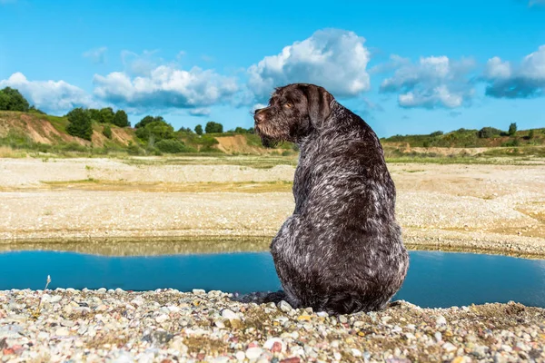 Német wirehaired mutatópálca — Stock Fotó